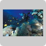 Dangerous Reef