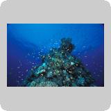 Amr Reef