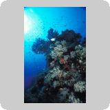 Amr Reef
