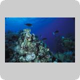 Amr Reef