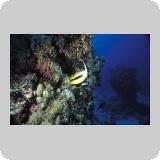 Amr Reef