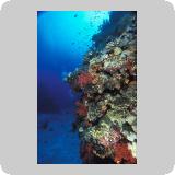 Amr Reef