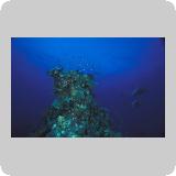 Amr Reef