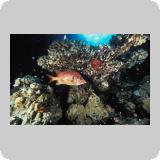 Amr Reef