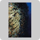 Amr Reef